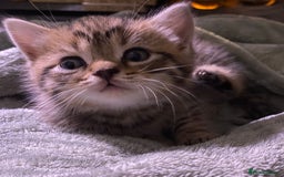 Bengal cats for sale: Stunning bengal x kittens  - Image 1