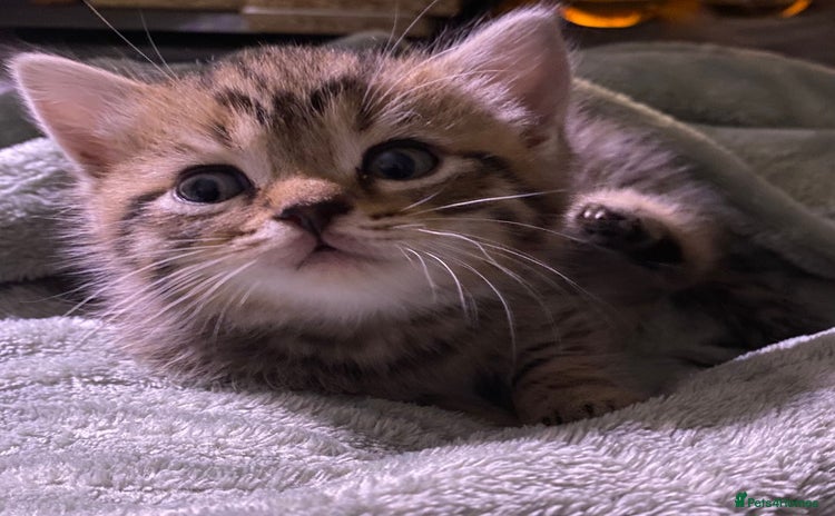 Bengal cats - Advert 9