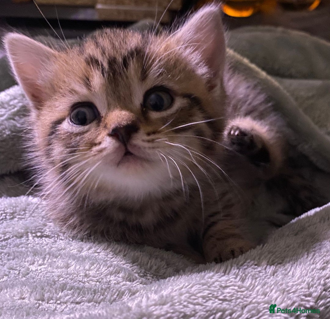 Bengal cats for sale: Stunning bengal x kittens  - Image 1