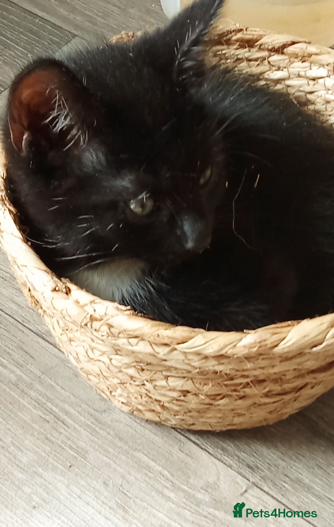 Mixed Breed cats 2 Female Kittens  - Advert 15