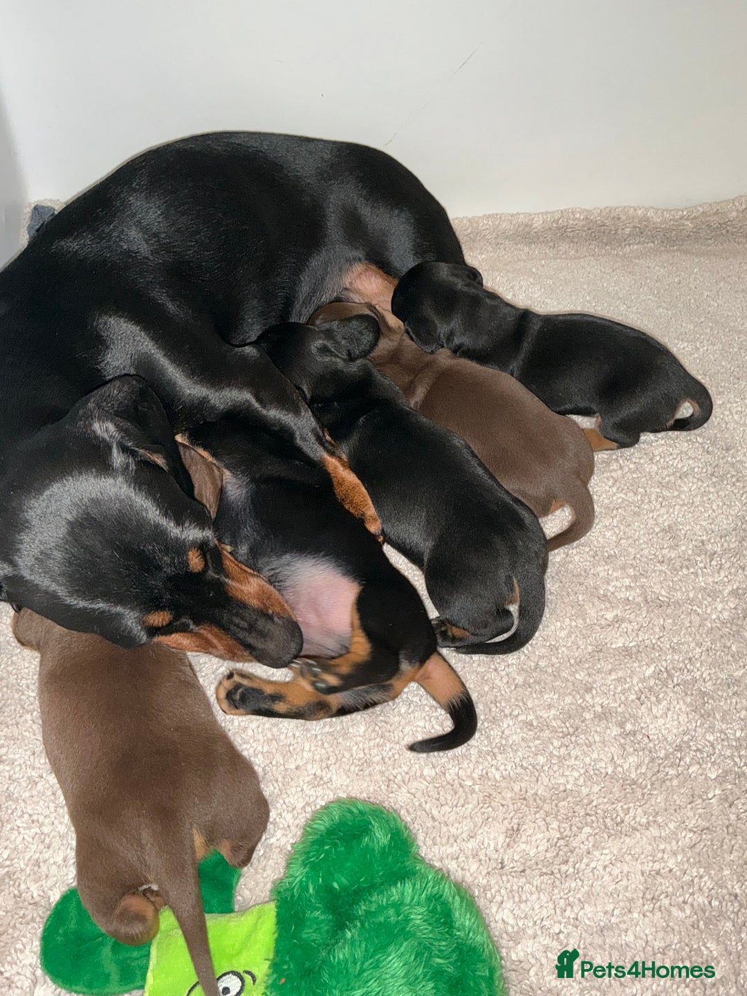 Miniature Dachshund dogs for sale: Nature smooth hair dash shows - Advert 6