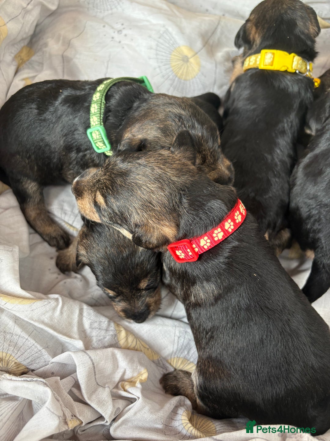 Mixed Breed dogs for sale: Wowauzer puppies for sale. Schnauzer x Welshie - Advert 3