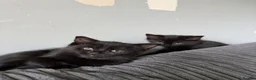Mixed Breed cats for sale: 5 Beautiful Black Mixed Breed Kittens - Advert 9