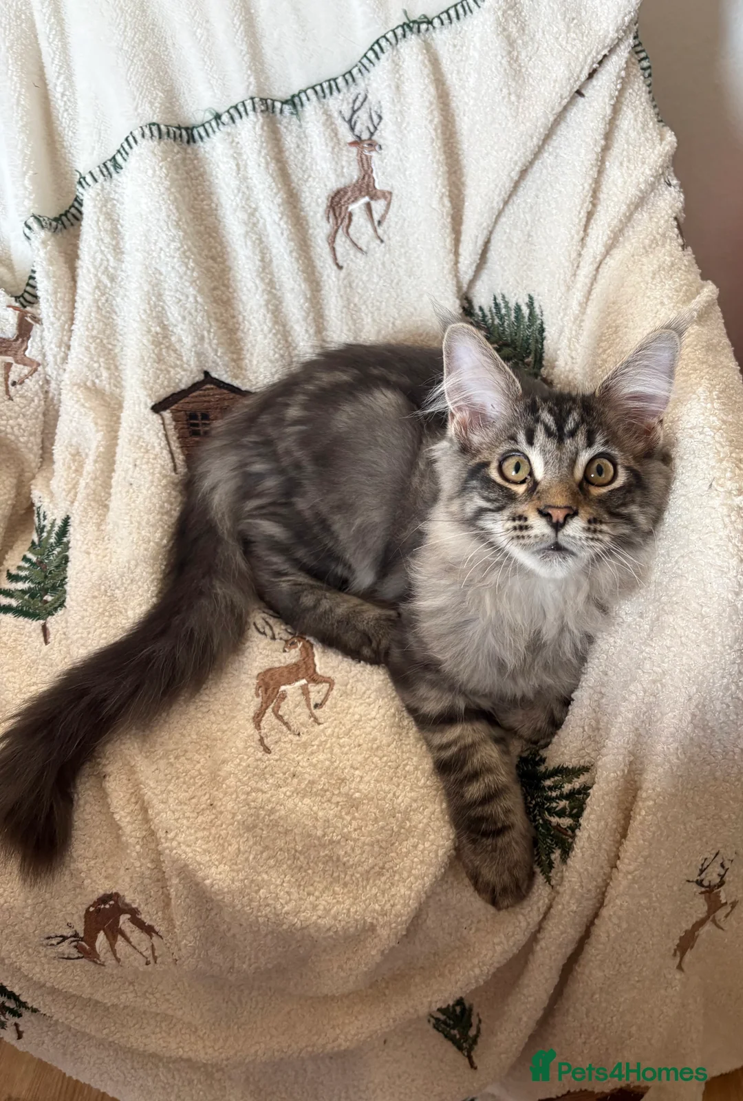 Maine Coon cats for sale: Maine Coon kittens  - Advert 2