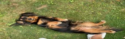 Dachshund dogs for stud: Frankie the long haired minature dachshund - Advert 4