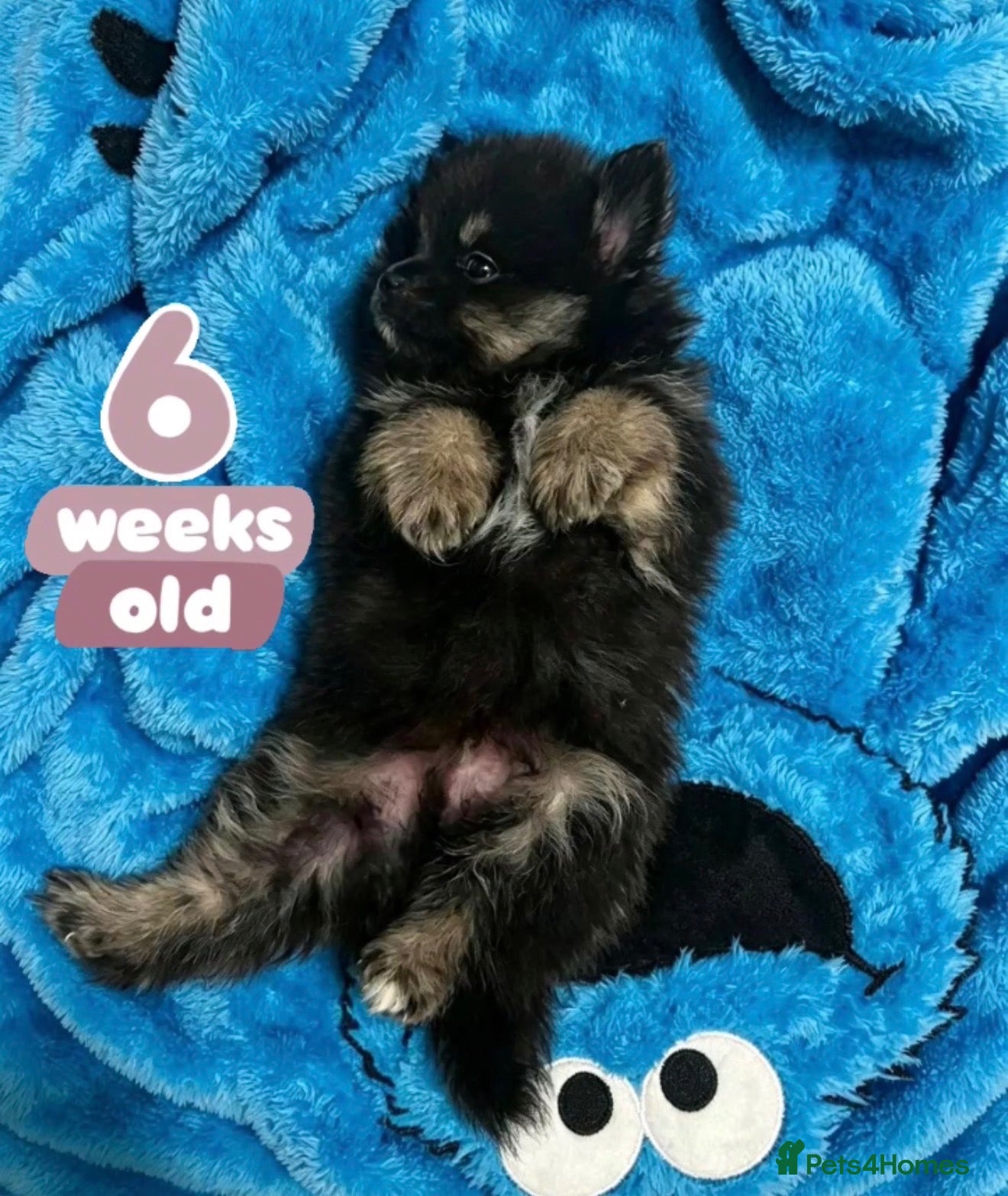 Pomeranian dogs ✨Four Mini Little Gems 💎🐾🐶✨💜🧡🩶🤎 - Advert 2