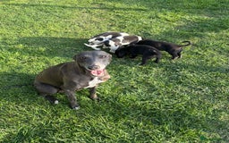 Mixed Breed dogs for sale: Lurcher x Foxhound  - Image 1