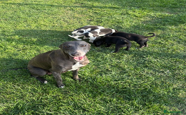 Mixed Breed dogs - Advert 1