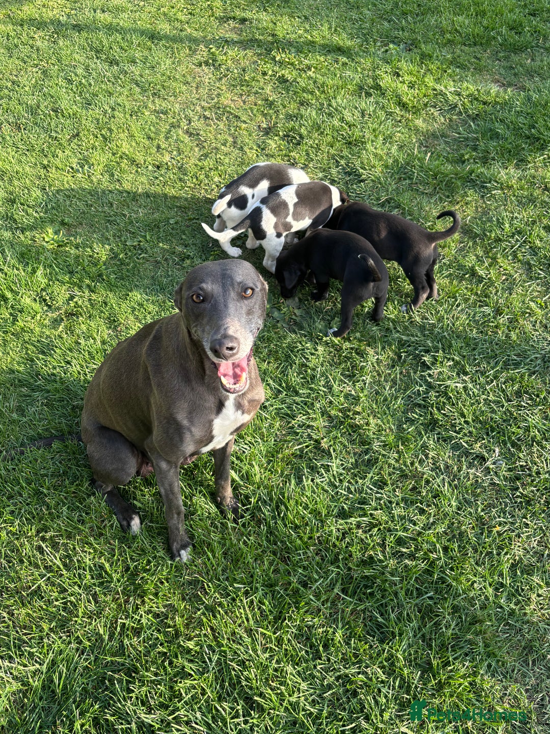 Mixed Breed dogs for sale: Lurcher x Foxhound  - Image 1