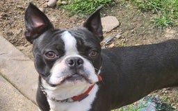 Boston Terrier dogs for stud: Stunning Proven KC Boston Terrier stud dog in Leeds - Image 1