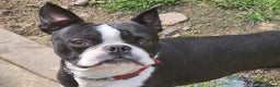 Boston Terrier dogs for stud: Stunning Proven KC Boston Terrier stud dog in Leeds - Advert 1