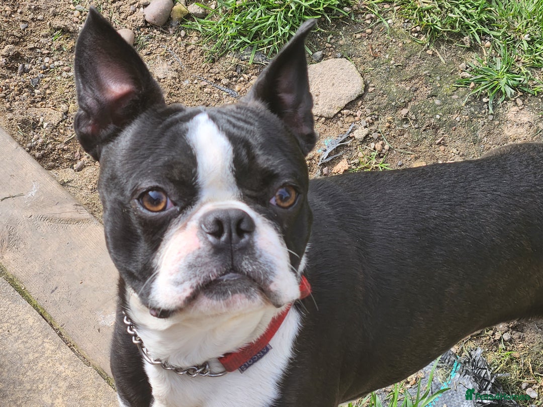 Boston Terrier dogs for stud: Stunning Proven KC Boston Terrier stud dog in Leeds - Image 1