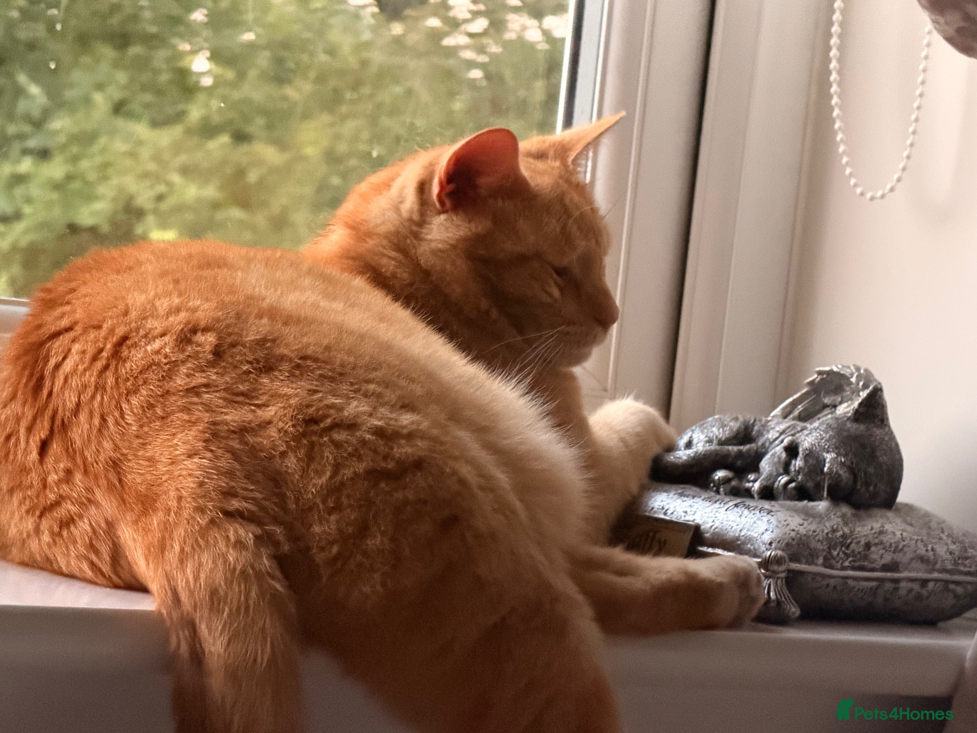 Mixed Breed cats Ziggy - Advert 2