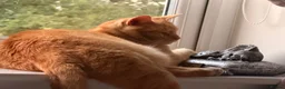 Mixed Breed cats for sale: Ziggy - Advert 1
