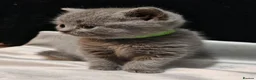 British Shorthair cats for sale: British shorthairs grey in Blackburn - Advert 5