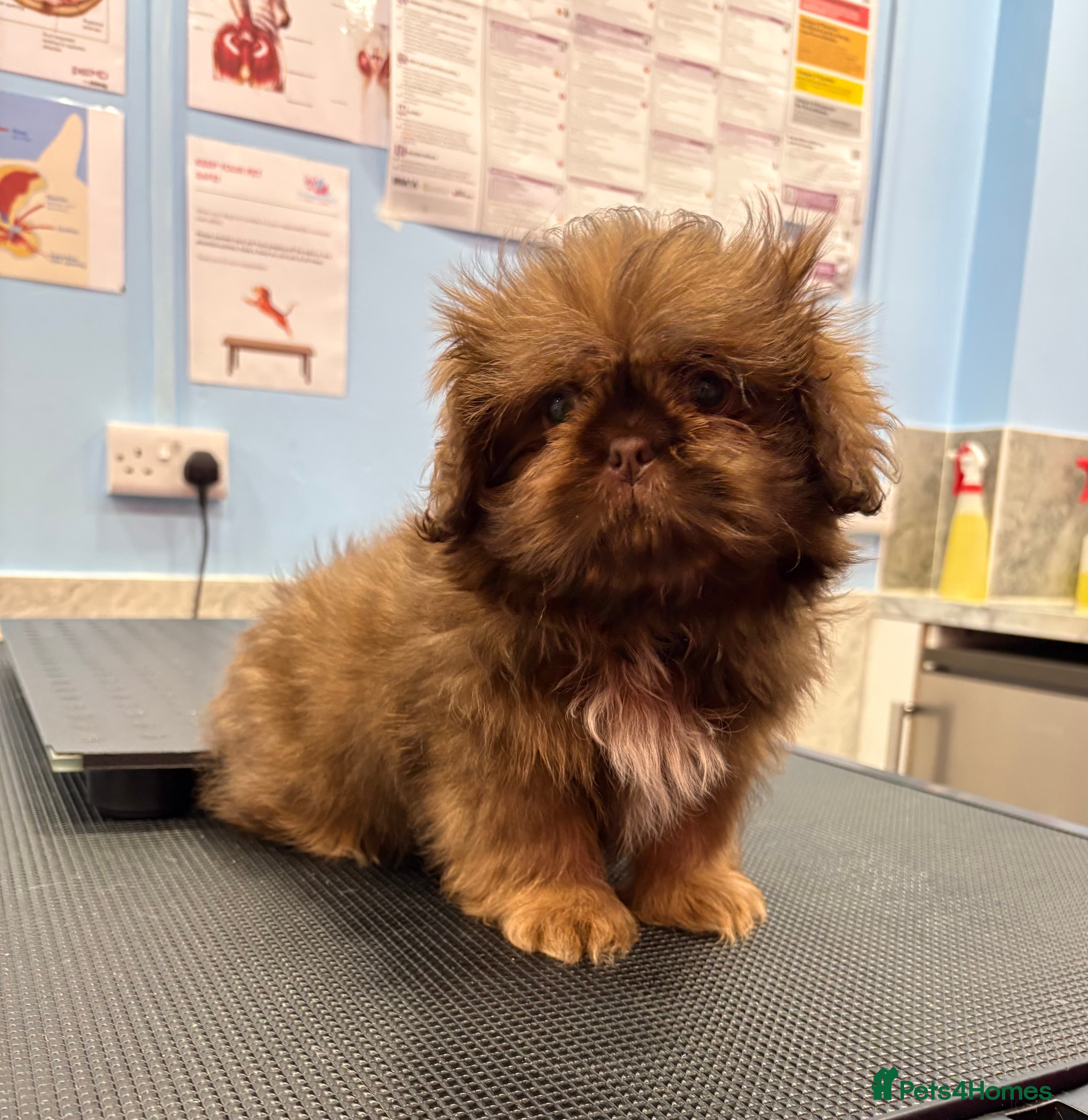 Shih Tzu dogs Chocolate imperial shihtzu puppies READY NOW - Advert 18