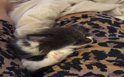 Mixed Breed cats for sale: 8 week old fluffy girl kitten - Image 4