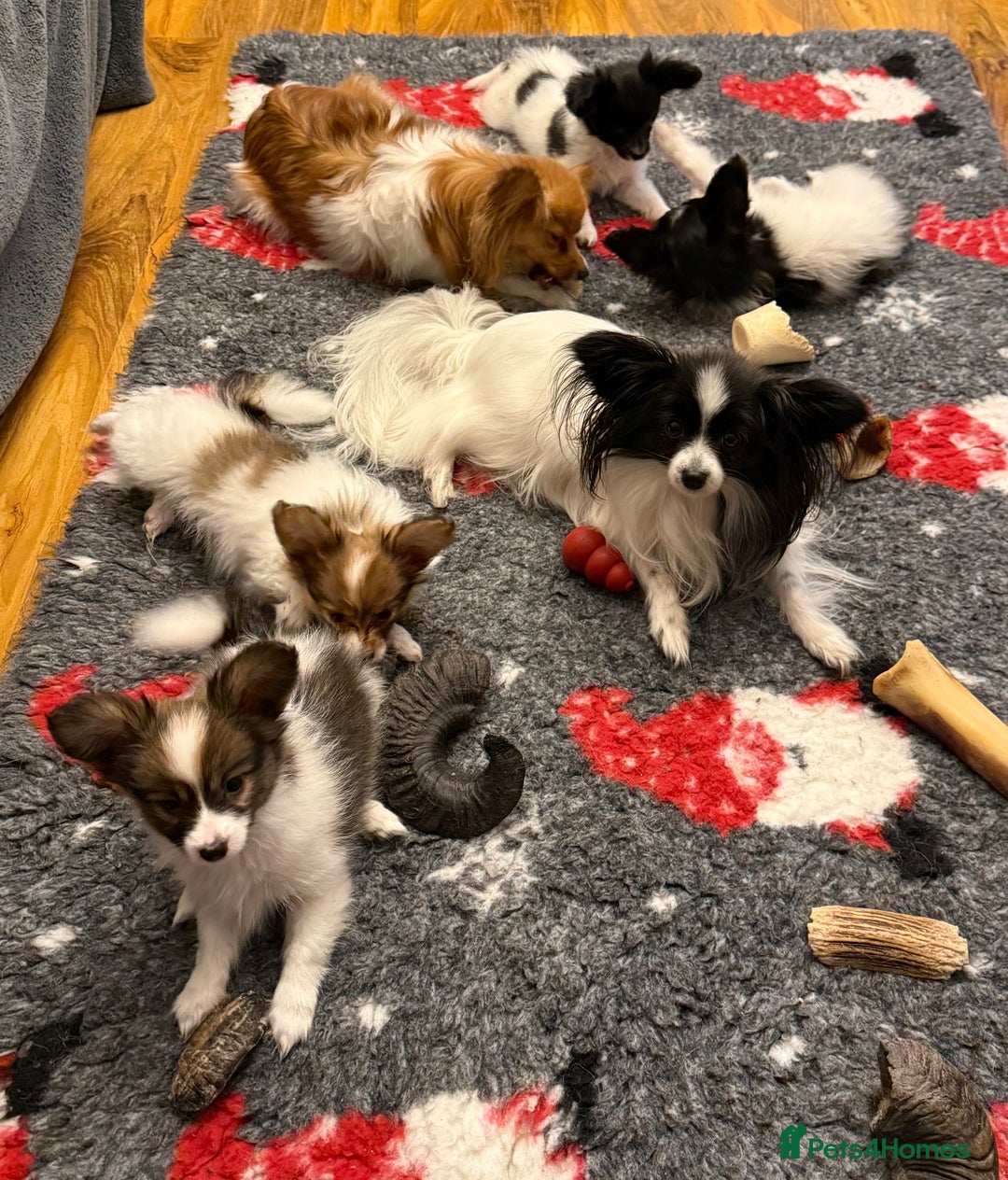 Papillon dogs for sale: Gorgeous litter of Papillon puppies for sale - Advert 14