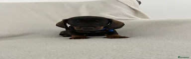 Miniature Dachshund 1