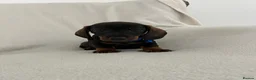 Miniature Dachshund dogs for sale: RKC Registered Miniature Wire - Haired Puppies  - Advert 20
