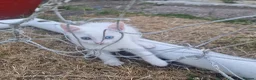 Turkish Angora cats for sale: Beautiful, Healthy-looking Turkish Angora kitten! - Advert 7