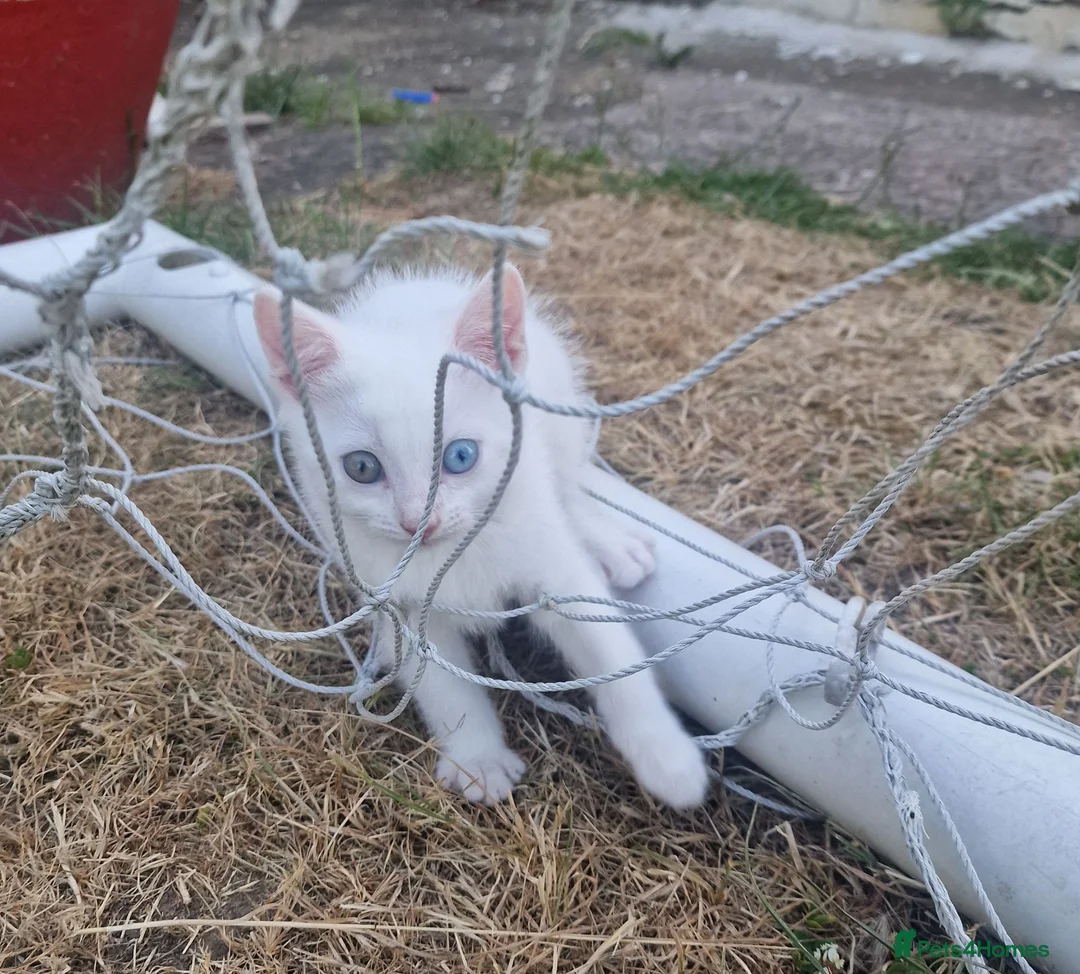 Turkish Angora cats for sale: Beautiful, Healthy-looking Turkish Angora kitten! - Advert 7