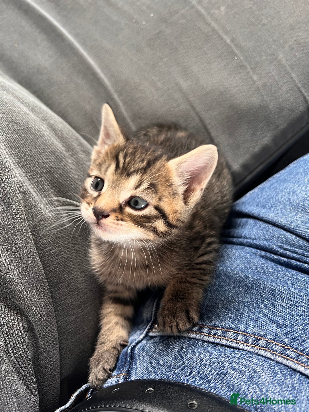 Domestic Shorthair cats for sale: 2 Female Tabby Kittens For Sale - Image 6