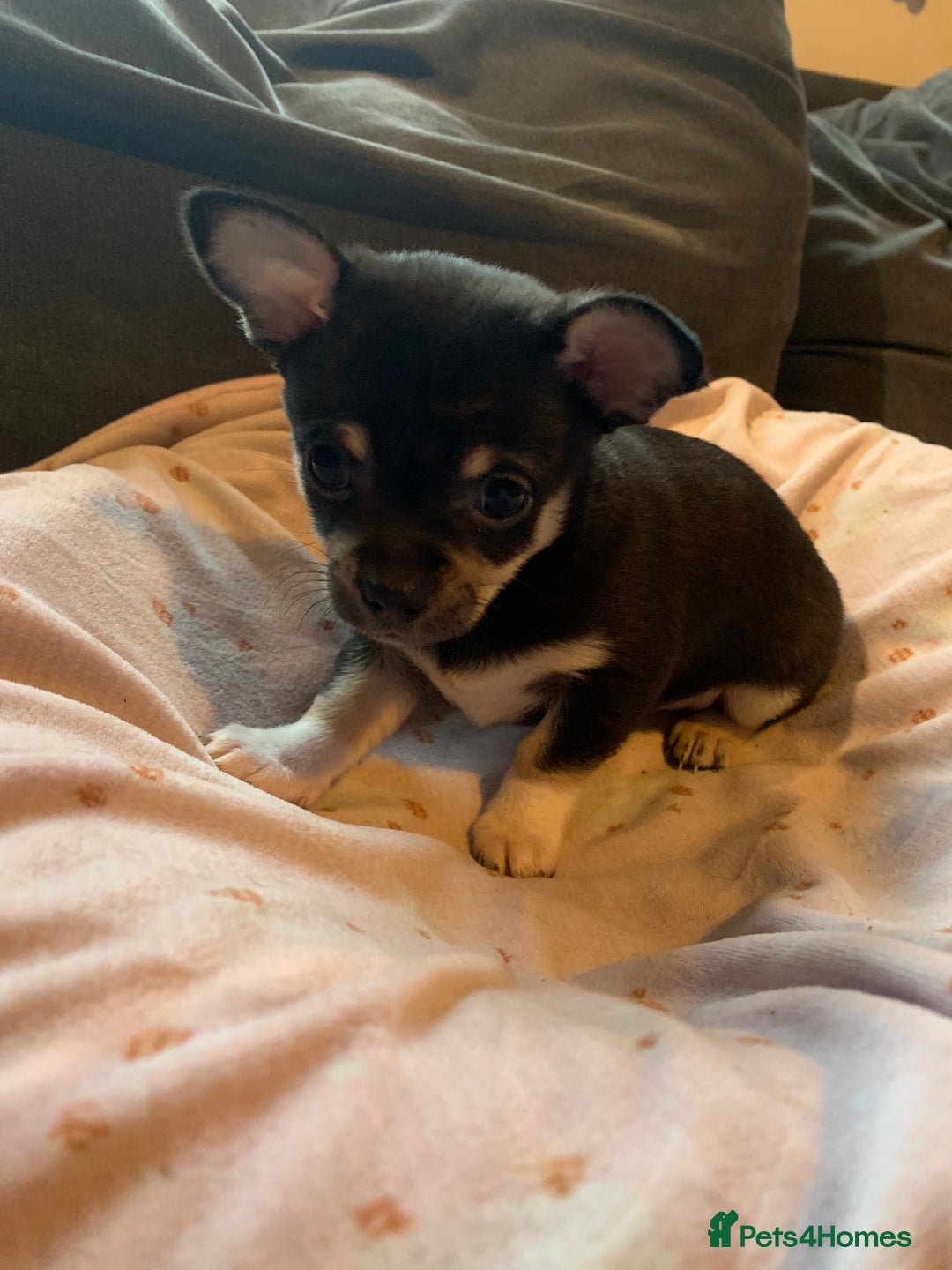 Chihuahua dogs for sale: ❤️ Last little boy ready for his forever home ❤️ - Advert 30