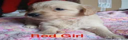 Golden Retriever dogs for sale: Beautiful Home Raised Golden Retriever Puppies - Advert 28