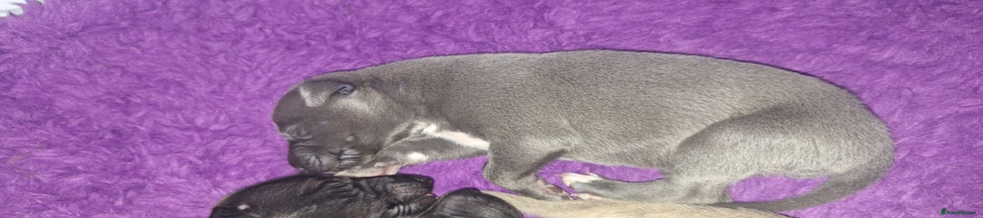 Whippet Puppy 2
