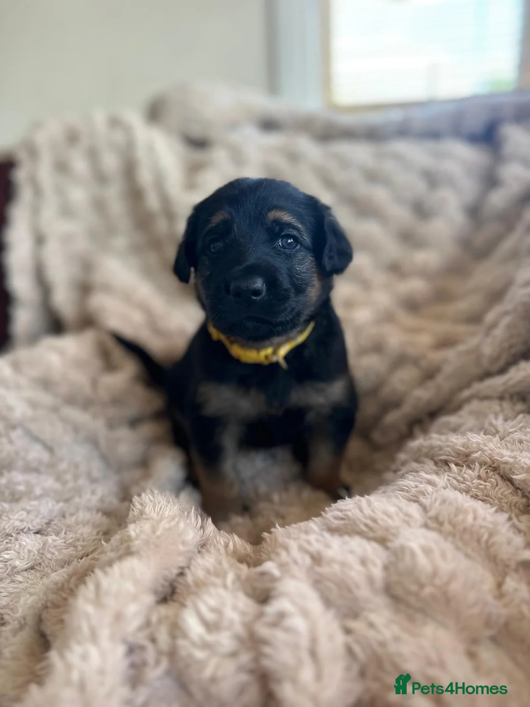 Golden Shepherd dogs for sale: Golden shepherd puppies ,🐾 - Advert 15