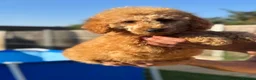 Miniature Poodle dogs for sale: READY TO LEAVE NOW APRICOT MALE £900 - Advert 6