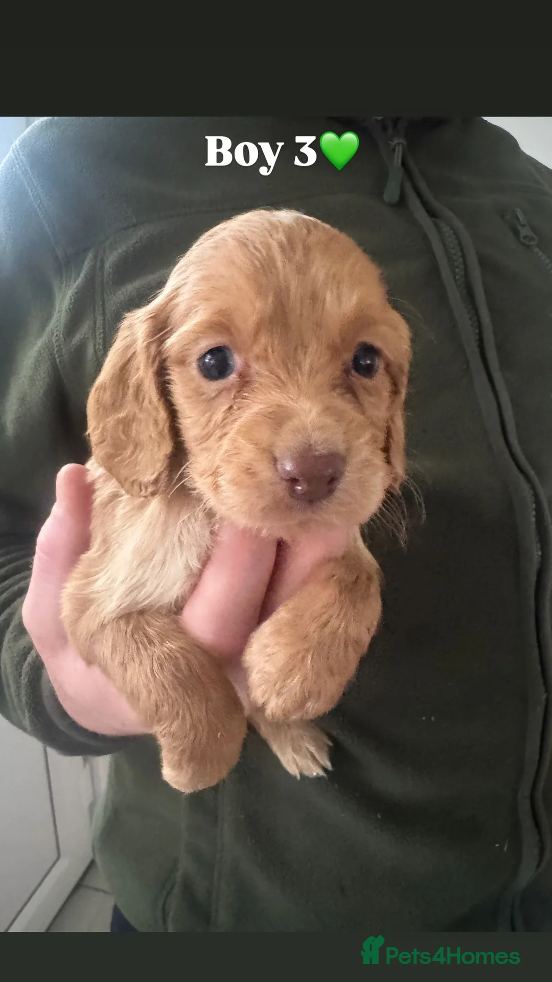 Cocker Spaniel dogs for sale: Cocker Spaniel Puppies.  - Advert 18