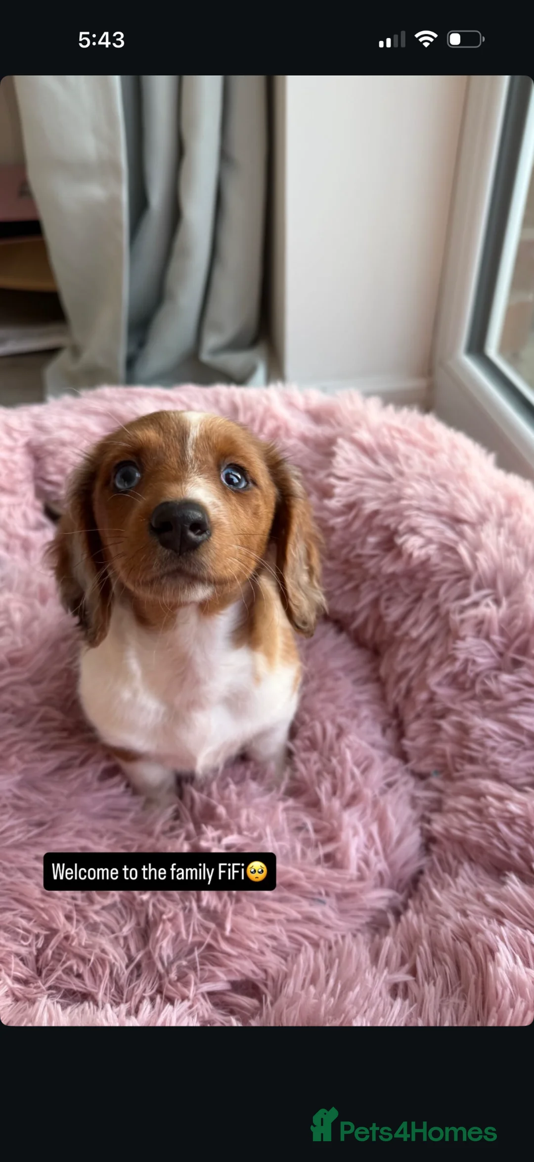 Dachshund dogs for sale: long haired dashaund - Advert 2