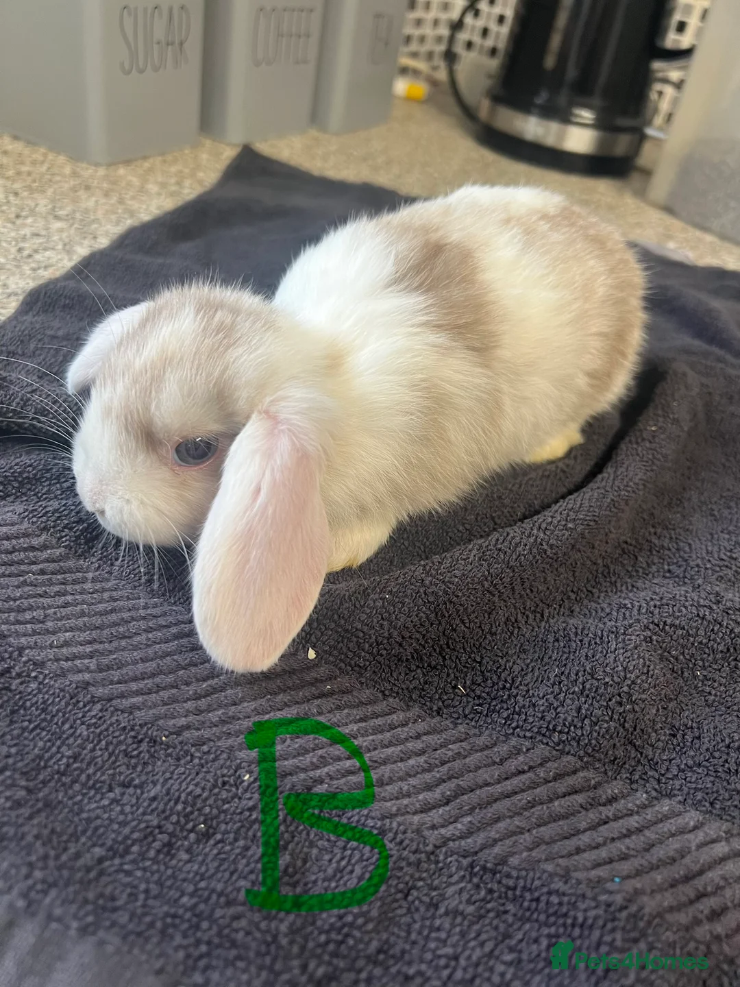 Mixed Breed rabbits for sale: Rabbits - Mix of Girls and boys  - Advert 6