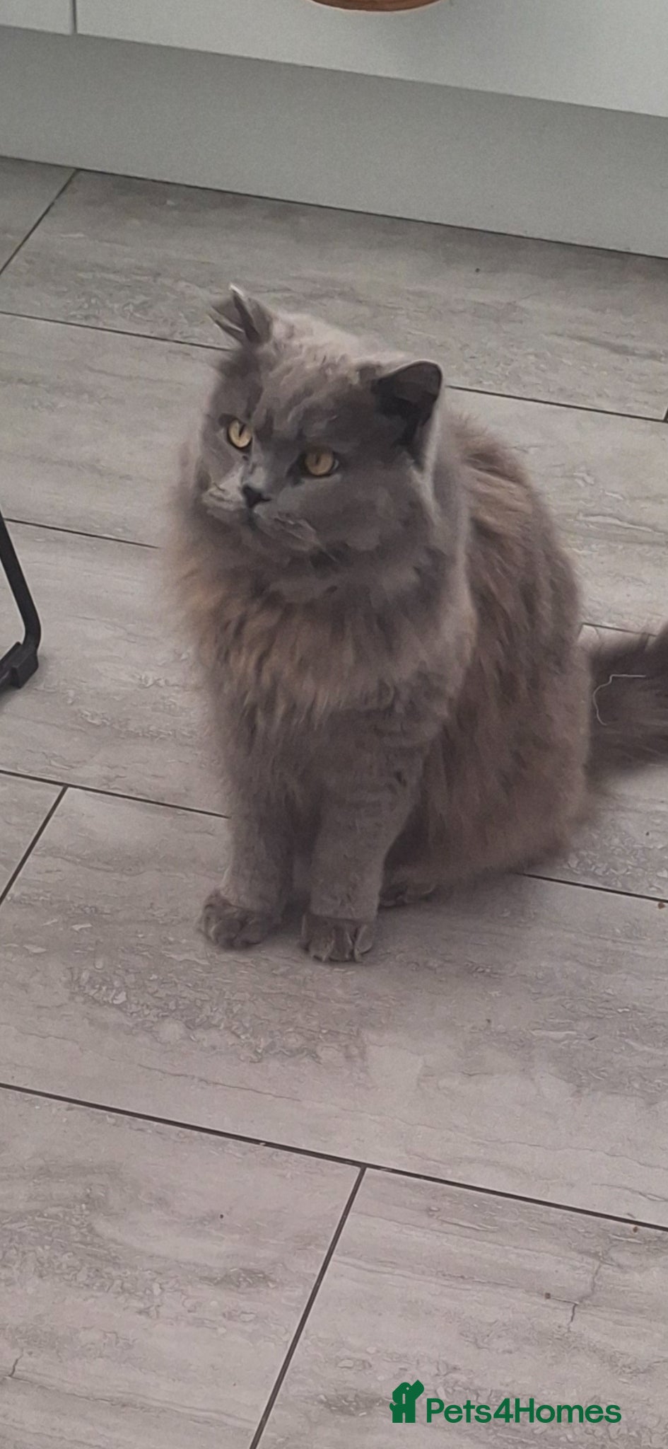 Mixed Breed cats for sale: British longhaired x kittens  in Leiston - Advert 1