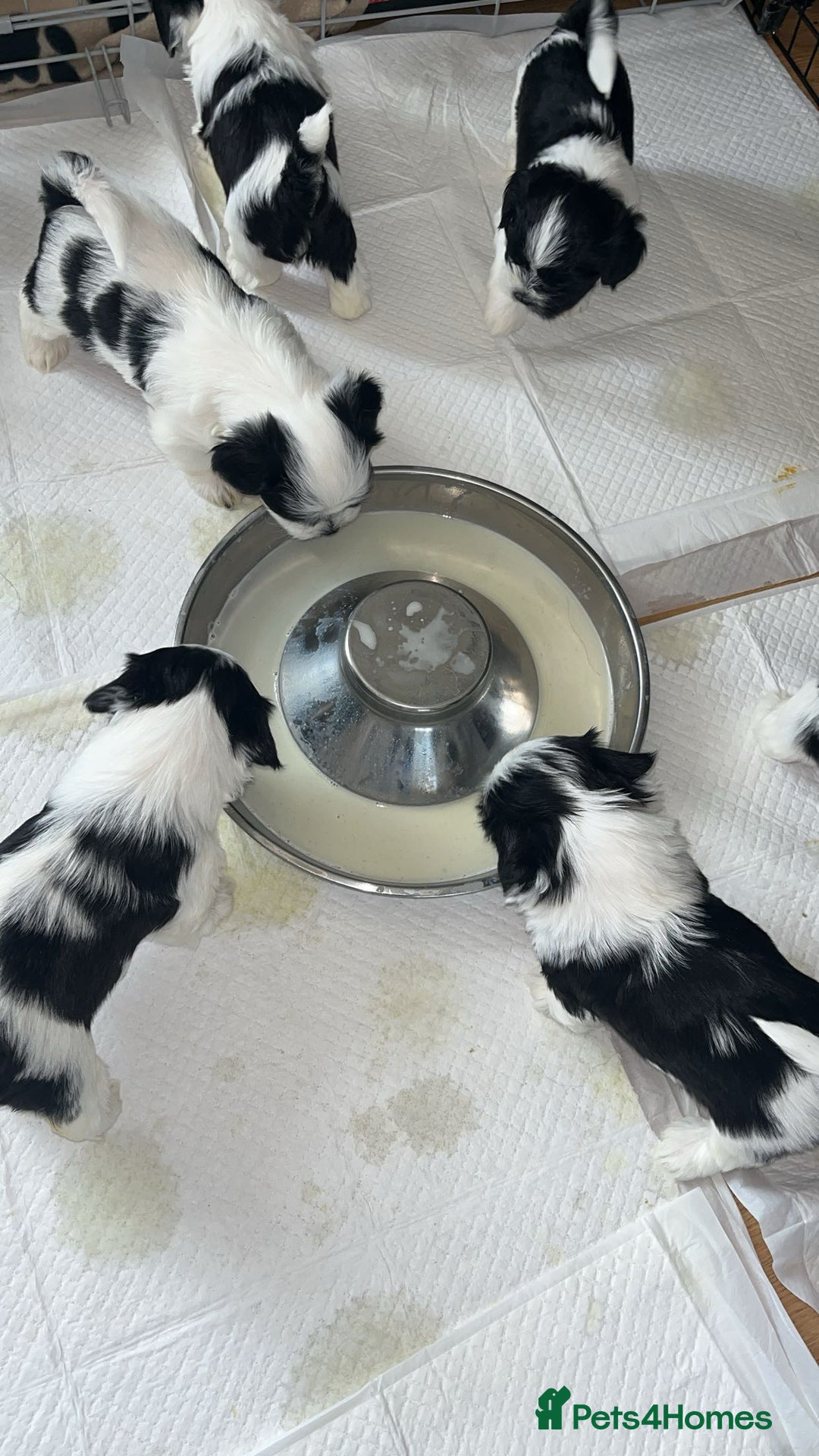 Shih Tzu dogs for sale: Shih Tzu Puppies - Image 23