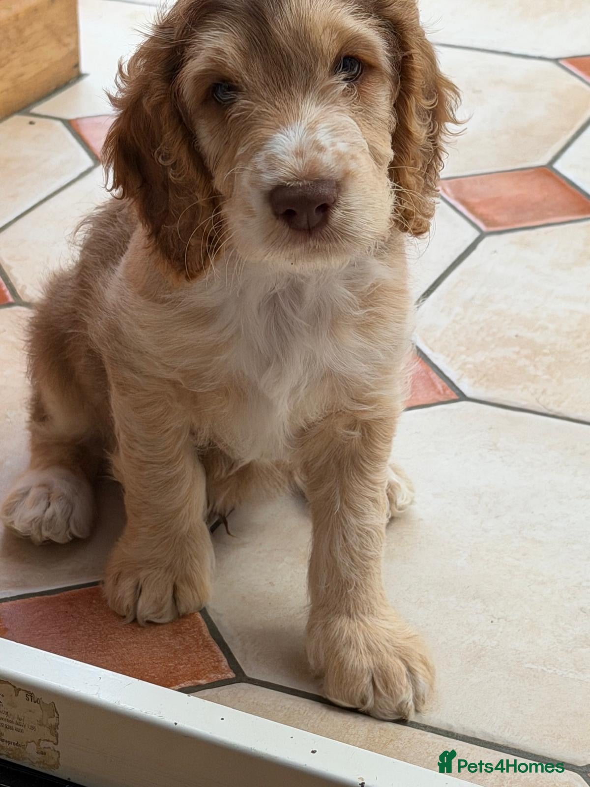 Cockapoo dogs Last 1 beautiful cockapoo puppy!  - Advert 15