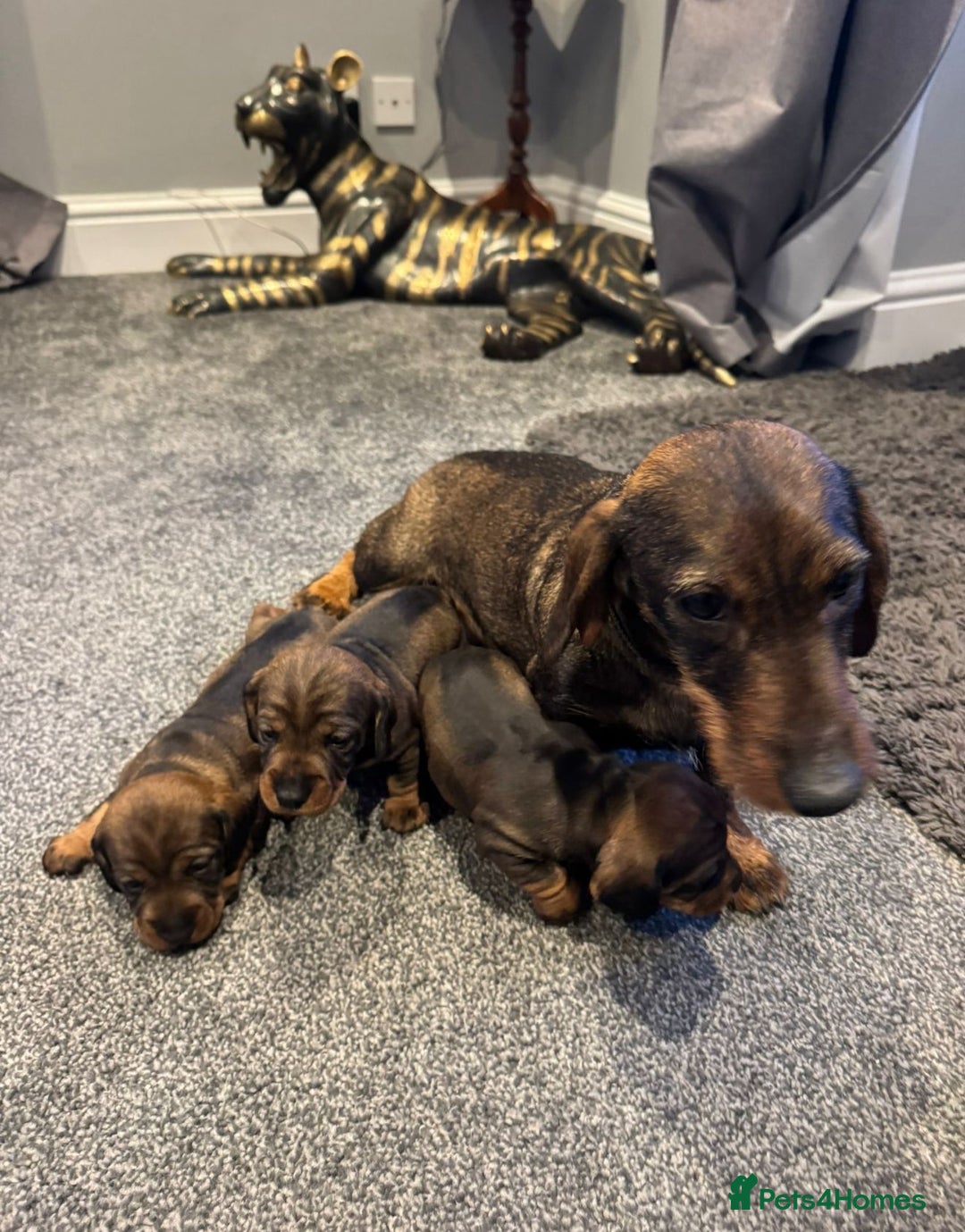 Dachshund dogs for sale: Dachshund puppies - Advert 1