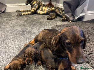 Dachshund dogs Dachshund puppies - Advert 1