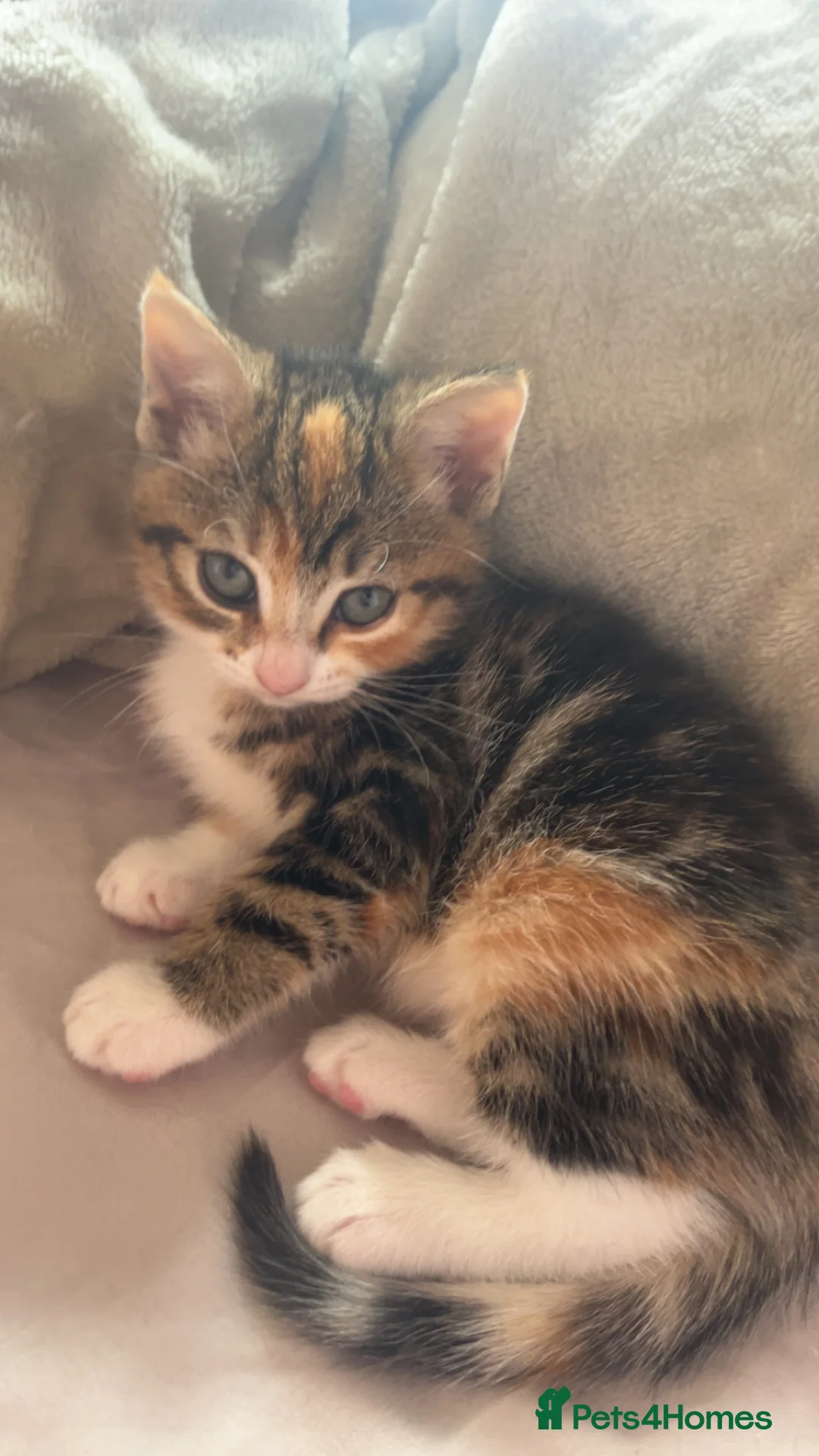 Mixed Breed cats for sale: Half Maine coon kittens calico  - Advert 10