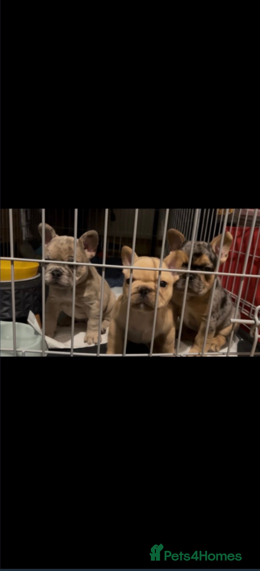 French Bulldog dogs for sale: Merle french bulldogs puppies  - Advert 6