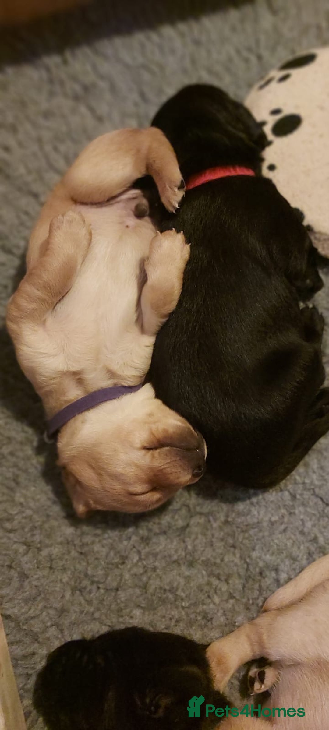 Labrador Retriever dogs for sale: Gorgeous KC reg labrador pups from champion line - Advert 7