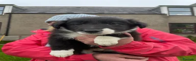 Border Collie Puppy 1