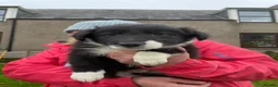 Border Collie dogs for sale: Border Collie Pups for sale  - Advert 4