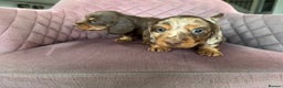 Miniature Dachshund dogs for sale: Long haired miniature dachshund pups - Advert 7