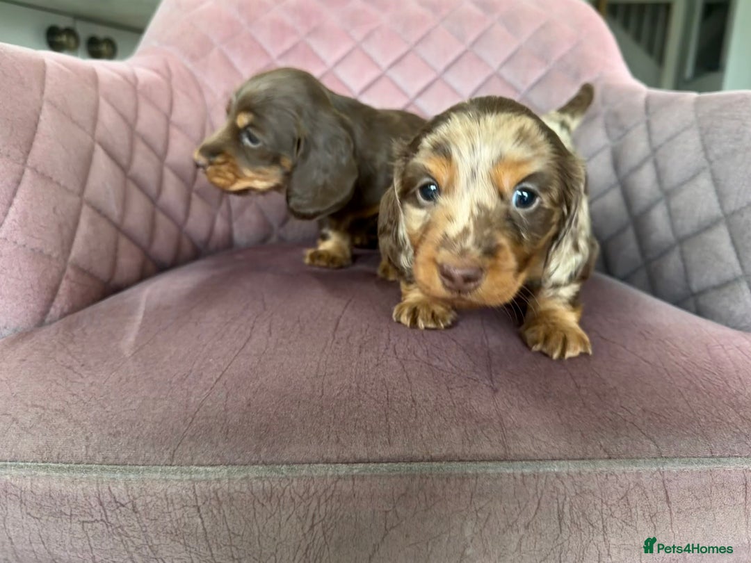 Miniature Dachshund dogs for sale: Long haired miniature dachshund pups - Advert 7