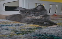 Maine Coon cats for sale: TICA Reg Maine Coon Kittens - Image 18