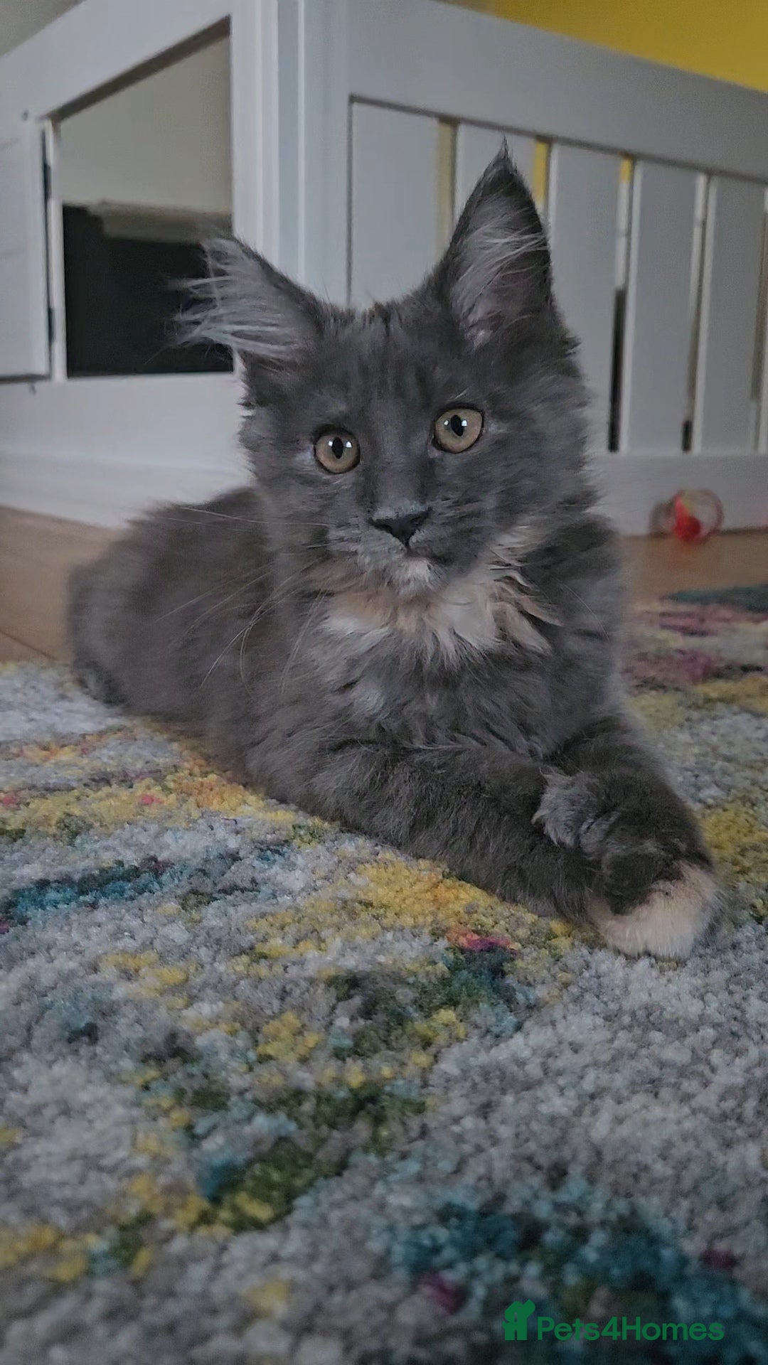Maine Coon cats for sale: TICA Reg Maine Coon Kittens - Image 18