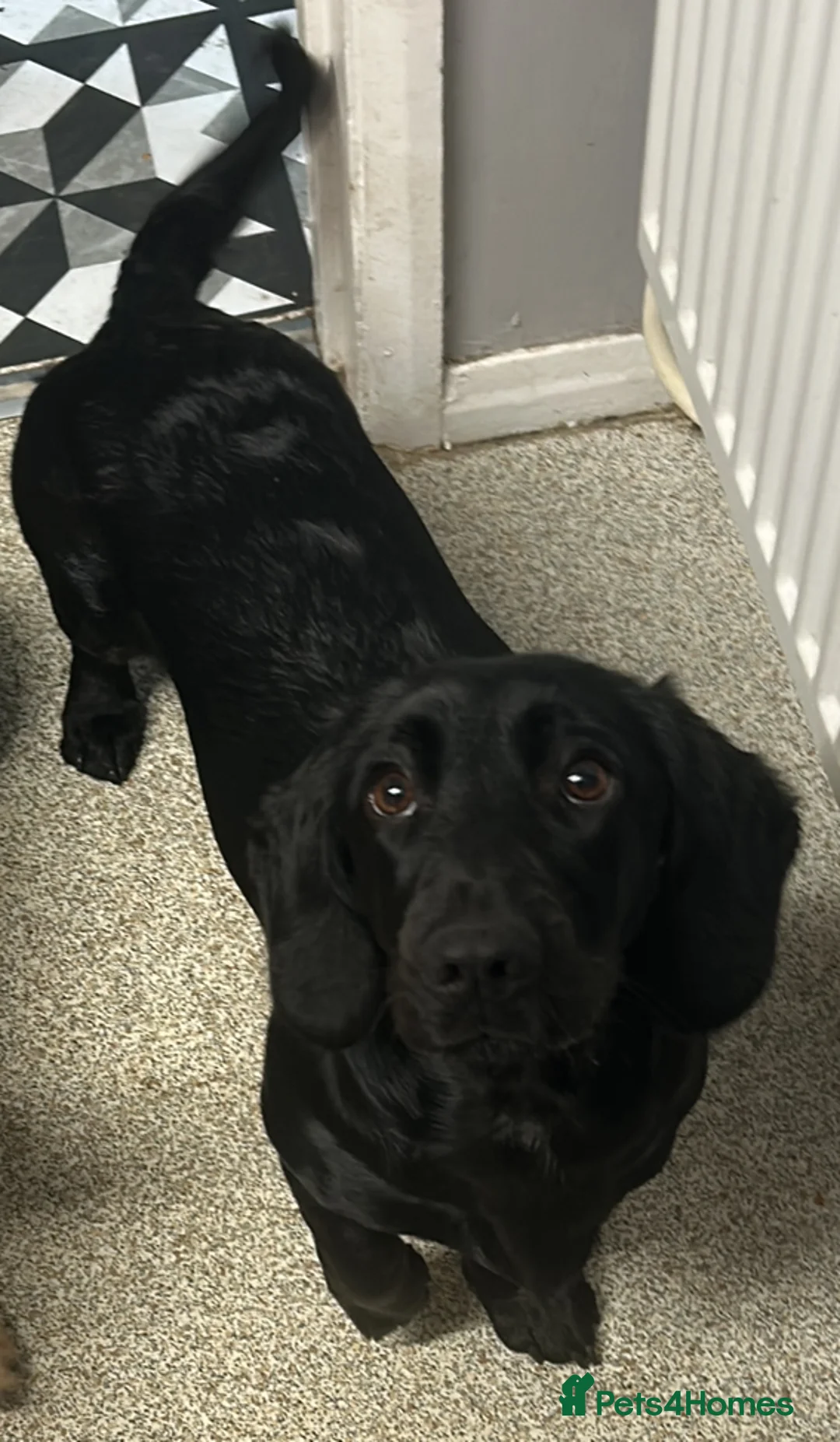 Mixed Breed dogs for sale: Looking for home  - Advert 4